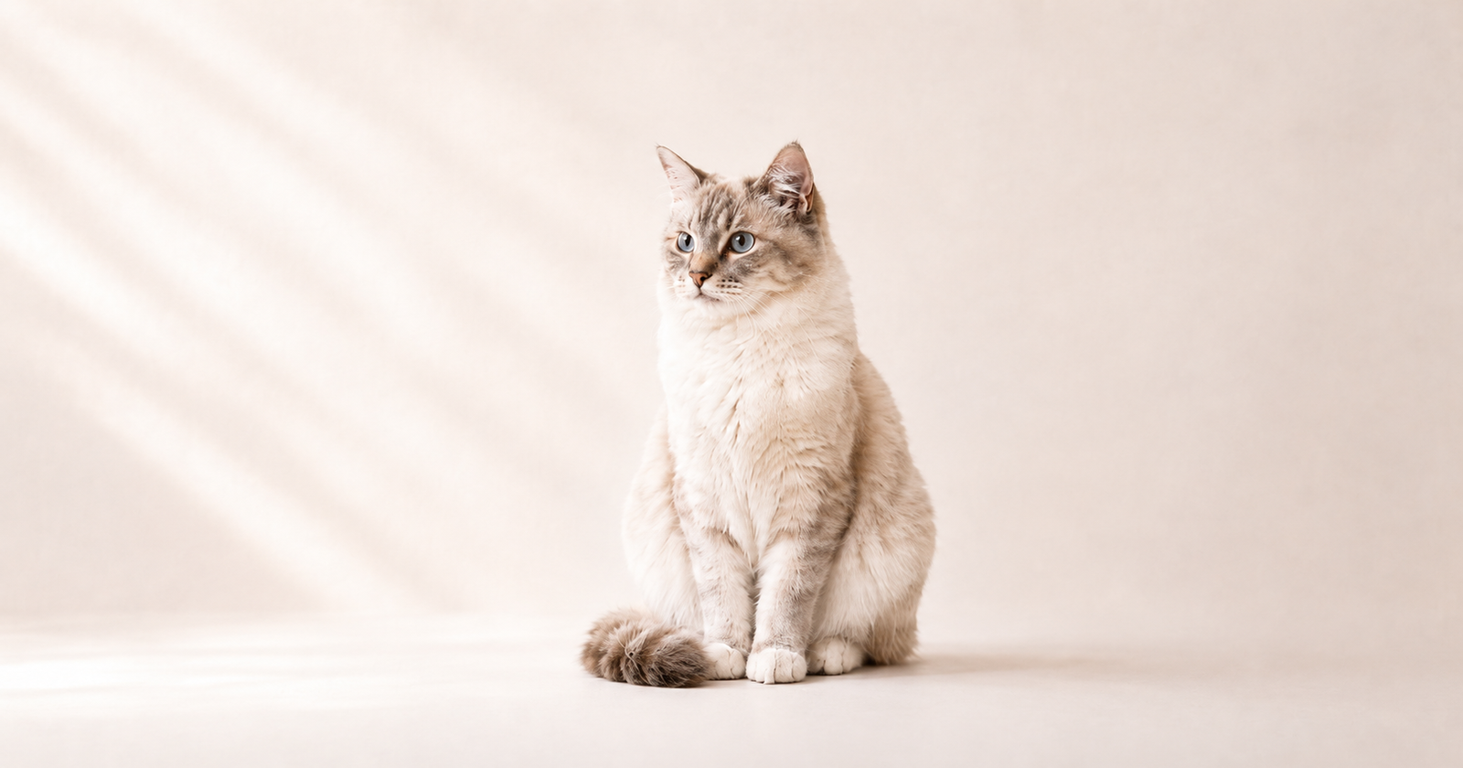 Calm cat in soft natural light