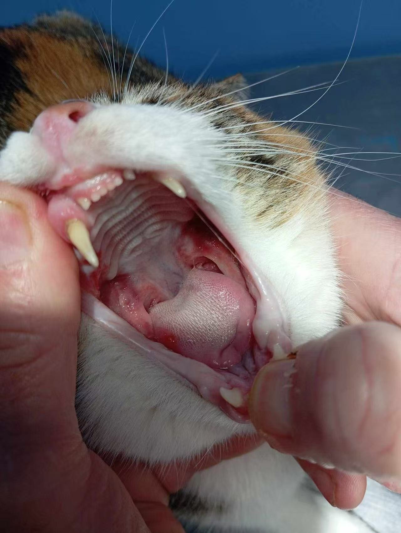 Correct way to photograph a cat's mouth — wide open, flash on, clear view of teeth gums and throat