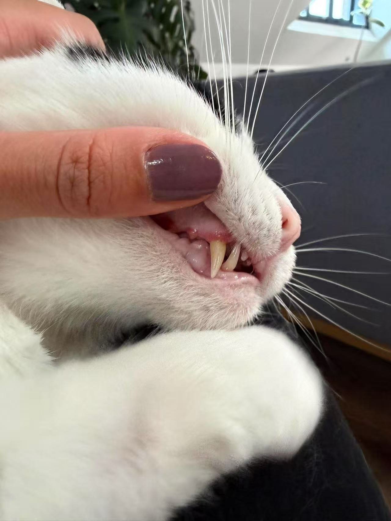 Incorrect oral photo — mouth barely open, natural light, only fangs visible